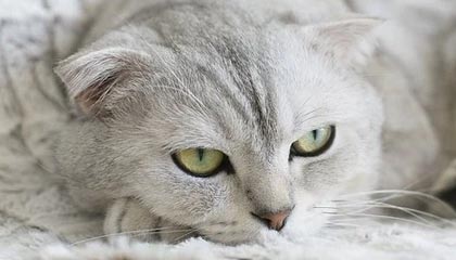 伴游怎么找？